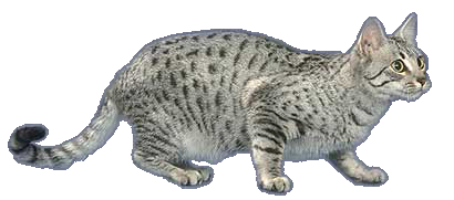 cat image
