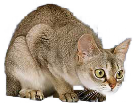 cat image