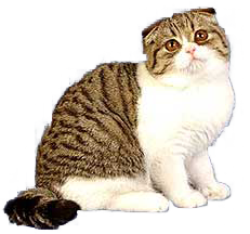 cat image