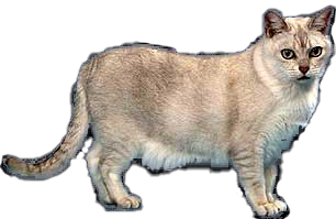 cat image